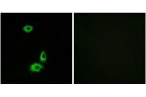 Immunofluorescence (IF) image for anti-Olfactory Receptor, Family 56, Subfamily B, Member 1 (OR56B1) (AA 161-210) antibody (ABIN2890943) (OR56B1 anticorps  (AA 161-210))