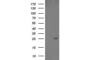 Western Blotting (WB) image for anti-Growth Differentiation Factor 15 (GDF15) antibody (ABIN1500100) (GDF15 anticorps)