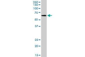 SLC17A4 antibody  (AA 56-131)