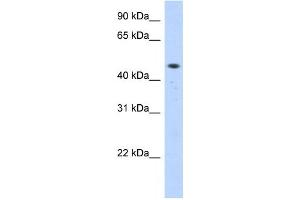 Western Blotting (WB) image for anti-Zinc Finger Protein 213 (ZNF213) antibody (ABIN2458319) (ZNF213 anticorps)