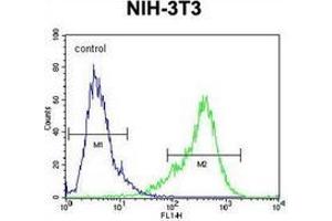 Flow cytometric analysis of NIH-3T3 cells using KIAA1609 Antibody (C-term) Cat. (KIAA1609 anticorps  (C-Term))
