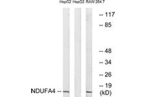 Western blot analysis of extracts from HepG2/RAW264. (NDUFA4 anticorps  (AA 32-81))