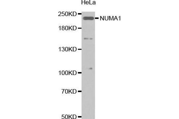 NUMA1 anticorps  (AA 1-309)