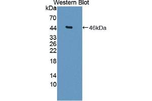 Detection of Recombinant DKK3, Rat using Polyclonal Antibody to Dickkopf Related Protein 3 (DKK3) (DKK3 anticorps  (AA 41-348))
