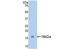 Detection of Recombinant GAL7, Human using Monoclonal Antibody to Galectin 7 (GAL7) (LGALS7 anticorps  (AA 1-136))