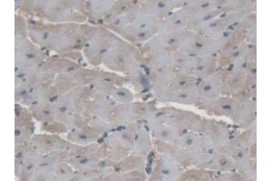 Detection of SOD1 in Porcine Heart Tissue using Polyclonal Antibody to Superoxide Dismutase 1 (SOD1) (SOD1 anticorps  (AA 2-153))