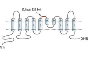 anti-Anoctamin 2 (ANO2) (3rd Extracellular Loop), (AA 632-646) antibody