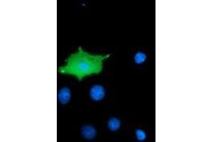 Anti-MICAL1 mouse monoclonal antibody (ABIN2453297) immunofluorescent staining of COS7 cells transiently transfected by pCMV6-ENTRY MICAL1 (RC208308). (MICAL1 anticorps)