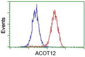 Image no. 6 for anti-Acyl-CoA Thioesterase 12 (ACOT12) antibody (ABIN1496414) (ACOT12 anticorps)