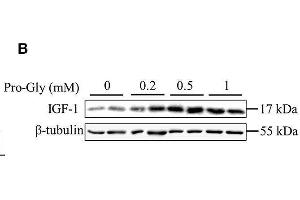 Pro-Gly promoted the expression and secretion of IGF-1 in the HepG2 cells.