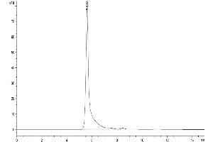 The purity of Mouse Pentraxin 2 is greater than 95 % as determined by SEC-HPLC.
