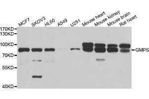 Western blot analysis of extracts of various cell lines, using GMPS antibody. (GMP Synthase anticorps)