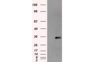 Image no. 3 for anti-NIMA (Never in Mitosis Gene A)-Related Kinase 6 (NEK6) antibody (ABIN1499686)