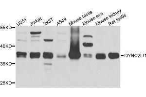 Western blot analysis of extract of various cells, using DYNC2LI1 antibody. (DYNC2LI1 anticorps)