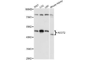 Western blot analysis of extracts of various cell lines, using ACOT2 antibody (ABIN6291384) at 1:3000 dilution. (ACOT2 anticorps)