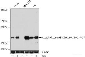 Western blot analysis of extracts of various cell lines using Acetyl-Histone H3-K9/K14/K18/K23/K27 Polyclonal Antibody at dilution of 1:1000.