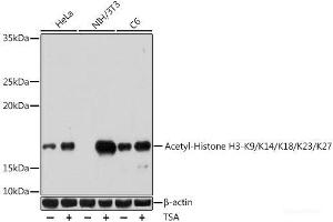 Western blot analysis of extracts of various cell lines using Acetyl-Histone H3-K9/K14/K18/K23/K27 Polyclonal Antibody at dilution of 1:1000. (Histone 3 anticorps  (acLys9, acLys14, acLys18, acLys23, acLys27))