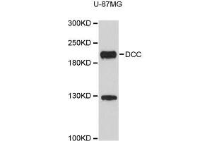 Western blot analysis of extracts of U-87MG cells, using DCC antibody (ABIN5996407). (DCC anticorps)
