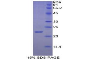SDS-PAGE analysis of Goat Interleukin 1 alpha Protein. (IL1A Protéine)