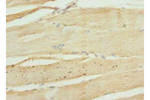 Immunohistochemistry of paraffin-embedded human skeletal muscle tissue using ABIN7157611 at dilution of 1:100