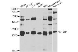 Western blot analysis of extracts of various cell lines, using NTMT1 antibody (ABIN2564239) at 1:1000 dilution. (METTL11A anticorps)