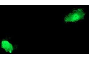 Anti-ASCC2 mouse monoclonal antibody (ABIN2454830) immunofluorescent staining of COS7 cells transiently transfected by pCMV6-ENTRY ASCC2 (RC203391). (ASCC2 anticorps)