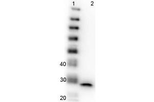 Western Blot of Mouse anti-GFP antibody. (GFP anticorps  (AA 246))