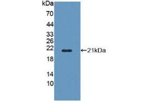 Western blot analysis of recombinant Mouse POFUT1. (POFUT1 anticorps  (AA 243-393))