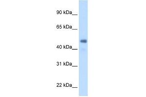WB Suggested Anti-FGG Antibody Titration:  2. (FGG anticorps  (Middle Region))
