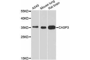 Western blot analysis of extracts of various cell lines, using CASP3 antibody. (Caspase 3 anticorps  (AA 100-200))