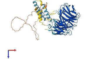 AlphaFold protein structure predicition of Human Recombinant WDR13 Protein, UniprotID Q9H1Z4