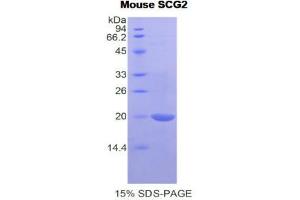 SDS-PAGE (SDS) image for Secretogranin II (SCG2) (AA 430-586) protein (His tag) (ABIN1878212)