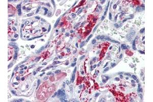 Human Placenta (formalin-fixed, paraffin-embedded) stained with NT5Efollowed by biotinylated goat anti-rabbit IgG secondary antibody, alkaline phosphatase-streptavidin and chromogen. (CD73 anticorps  (C-Term))