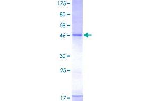 Image no. 1 for CD83 (CD83) (AA 1-205) protein (GST tag) (ABIN1348714)