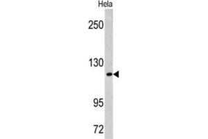 anti-Mastermind-Like 3 (MAML3) antibody