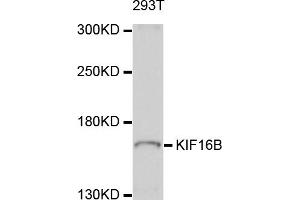 Western blot analysis of extracts of 293T cells, using KIF16B antibody (ABIN5998072) at 1/1000 dilution. (KIF16B anticorps)