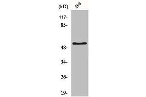 Western Blot analysis of HepG2 cells using IRX2 Polyclonal Antibody (IRX2 anticorps  (Internal Region))