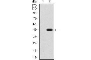 Western blot analysis using SIRT4 mAb against HEK293 (1) and SIRT4 (AA: 215-314)-hIgGFc transfected HEK293 (2) cell lysate.