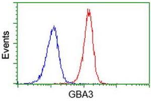 Flow cytometric Analysis of Jurkat cells, using anti-GBA3 antibody (ABIN2454420), (Red), compared to a nonspecific negative control antibody, (Blue). (GBA3 anticorps  (AA 1-150, AA 370-469))