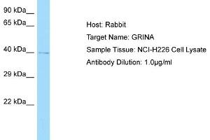 Host: RabbitTarget Name: GRINAAntibody Dilution: 1. (GRINA anticorps  (Middle Region))