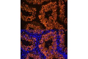 Immunofluorescence analysis of mouse testis using LDHC Polyclonal Antibody (ABIN7268172) at dilution of 1:100 (40x lens).