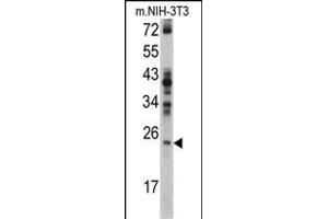 Western blot analysis of RAN antibody (N-term) (ABIN390647 and ABIN2840945) in NIH-3T3 cell line lysates (35 μg/lane). (RAN anticorps  (N-Term))