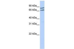 Image no. 1 for anti-Transcription Factor E3 (TFE3) (AA 324-373) antibody (ABIN6742380) (TFE3 anticorps  (AA 324-373))