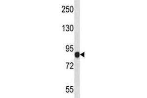 NLRP6antibody western blot analysis in human placenta tissue lysate. (NLRP6 anticorps  (AA 168-197))