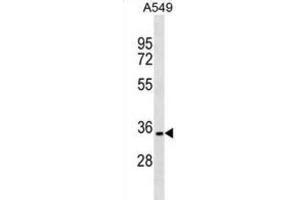 Western Blotting (WB) image for anti-PARK2 Co-Regulated (PACRG) antibody (ABIN2999618)