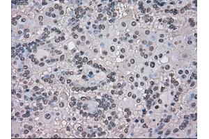 Image no. 7 for anti-Transmembrane Protein 100 (TMEM100) antibody (ABIN1501422) (TMEM100 anticorps)