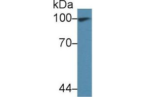 Detection of TNPO1 in Human 293T cell lysate using Polyclonal Antibody to Transportin 1 (TNPO1) (Transportin 1 anticorps  (AA 593-836))