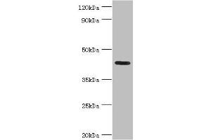 Western blot All lanes: Nitrogen permease regulator 2-like protein antibody at 7 μg/mL + Mouse skeletal muscle tissue Secondary Goat polyclonal to rabbit IgG at 1/10000 dilution Predicted band size: 44, 24 kDa Observed band size: 44 kDa (NPRL2 anticorps  (AA 1-220))