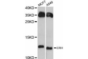 Western blot analysis of extracts of various cell lines, using ERH antibody (ABIN5997692) at 1:3000 dilution. (ERH anticorps)
