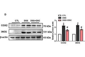 DSC ameliorates DSS-mediated loss of intestinal barrier integrity and inflammatory response. (PTGS2 anticorps  (AA 375-604))